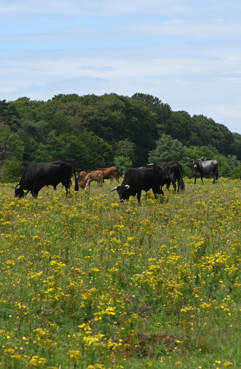 Planken Wambuis met grote grazers